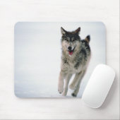Grijze wolf loopt muismat (Met muis)