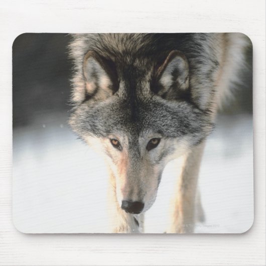 Grijze wolf lopen muismat (Voorkant)