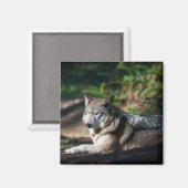 Grijze wolf magneet (Voorkant / Achterkant)