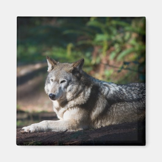Grijze wolf magneet (Voorkant)