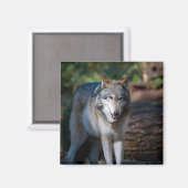 Grijze wolf magneet (Voorkant / Achterkant)