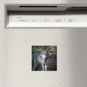 Grijze wolf magneet (Insitu (Vaatwasser))