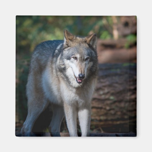 Grijze wolf magneet (Voorkant)
