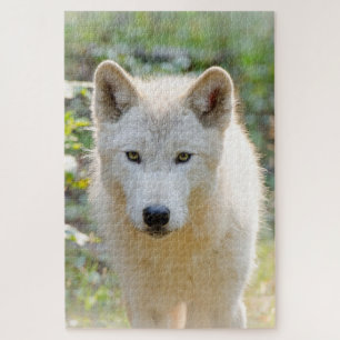 Grijze wolf, mooie hondenfotografie legpuzzel