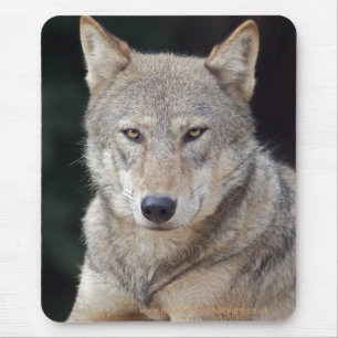 Grijze Wolf Muismat
