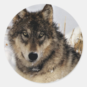 Grijze Wolf of Timber Wolf Laying in the Snow Ronde Sticker