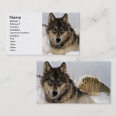 Grijze Wolf of Timber Wolf Laying in the Snow Visitekaartje (Voorkant / Achterkant)