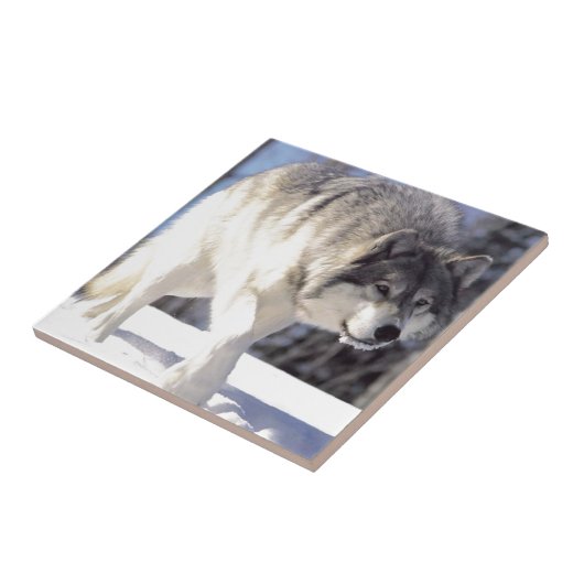 Grijze Wolf op de prowl Tegeltje (Zijkant)