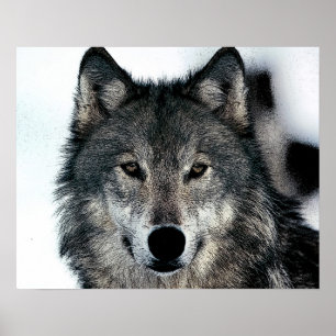 Grijze Wolf Poster