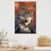 Grijze wolf poster (Keuken)