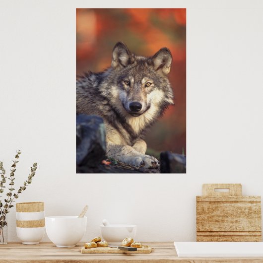 Grijze wolf poster (Keuken)
