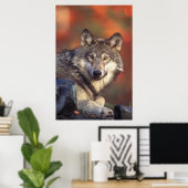 Grijze wolf poster (Thuiskantoor)