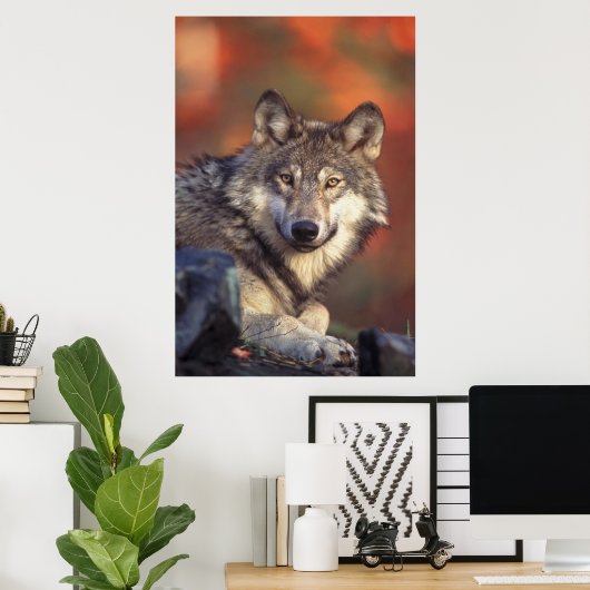Grijze wolf poster (Thuiskantoor)