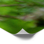 Grijze wolf poster (Hoek)