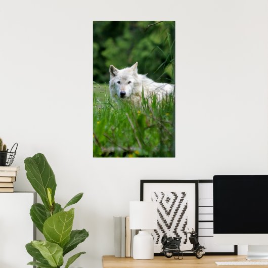 Grijze wolf poster (Thuiskantoor)