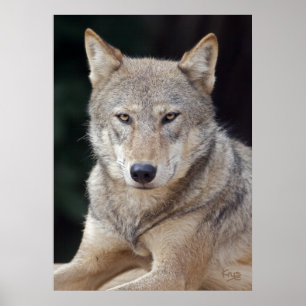 Grijze Wolf Print