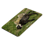 Grijze Wolf Pups Wildlife Magnet Magneet (Linkerzijde)