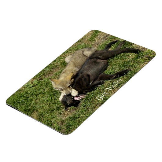 Grijze Wolf Pups Wildlife Magnet Magneet (Linkerzijde)
