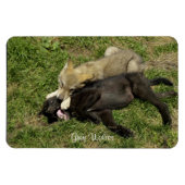 Grijze Wolf Pups Wildlife Magnet Magneet (Horizontaal)