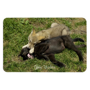Grijze Wolf Pups Wildlife Magnet Magneet