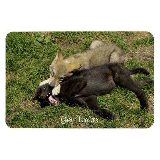 Grijze Wolf Pups Wildlife Magnet Magneet (Horizontaal)