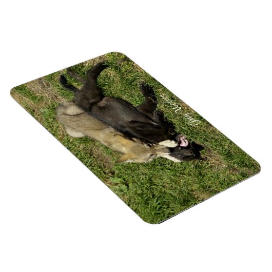 Grijze Wolf Pups Wildlife Magnet Magneet (Rechterzijde)