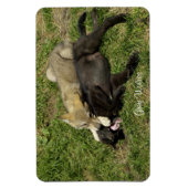 Grijze Wolf Pups Wildlife Magnet Magneet (Verticaal)