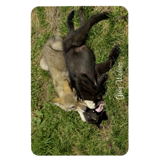 Grijze Wolf Pups Wildlife Magnet Magneet (Verticaal)