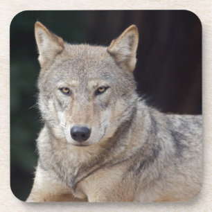 Grijze Wolf Set van 6 Onderzetters