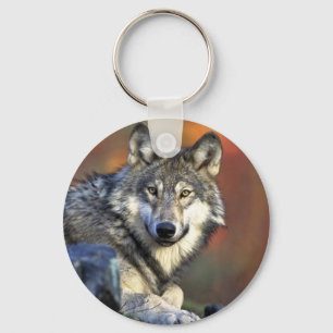 Grijze wolf sleutelhanger