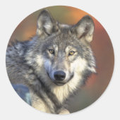Grijze Wolf Sticker (rond) (Voorkant)