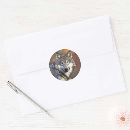 Grijze Wolf Sticker (rond) (Envelop)