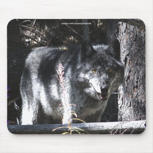 Grijze Wolf Studie Wildlife Supporter Mousepad Muismat (Voorkant)