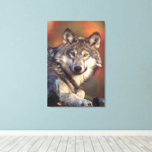 Grijze wolf verpakt canvas afdruk (Insitu (Houten vloer))