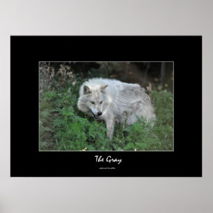 Grijze Wolf Wildlife-supporter Foto Portret Poster
