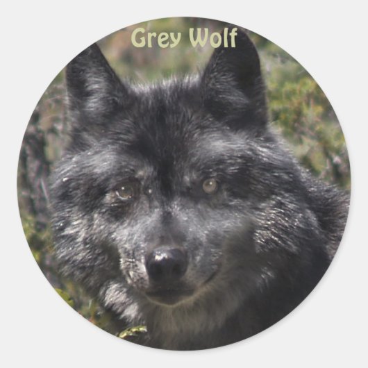 GRIJZE WOLF Wildlife Supporter Stickers (Voorkant)