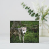 Grijze wolf, wolf briefkaart (Staand voorkant)