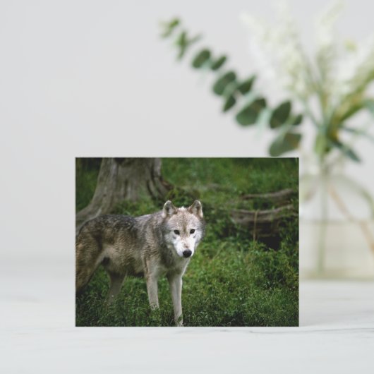 Grijze wolf, wolf briefkaart (Staand voorkant)