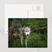 Grijze wolf, wolf briefkaart (Voorkant / Achterkant)