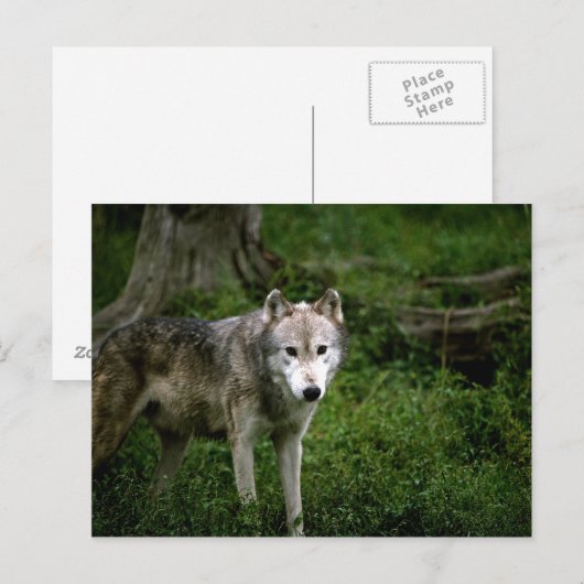 Grijze wolf, wolf briefkaart (Voorkant / Achterkant)
