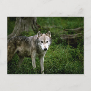 Grijze wolf, wolf briefkaart