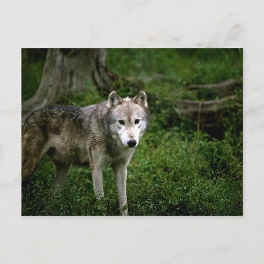 Grijze wolf, wolf briefkaart (Voorkant)