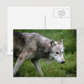 Grijze wolf, wolf briefkaart (Voorkant / Achterkant)