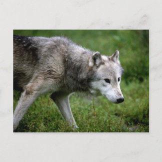 Grijze wolf, wolf briefkaart