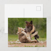 Grijze wolpen vechten briefkaart (Voorkant / Achterkant)