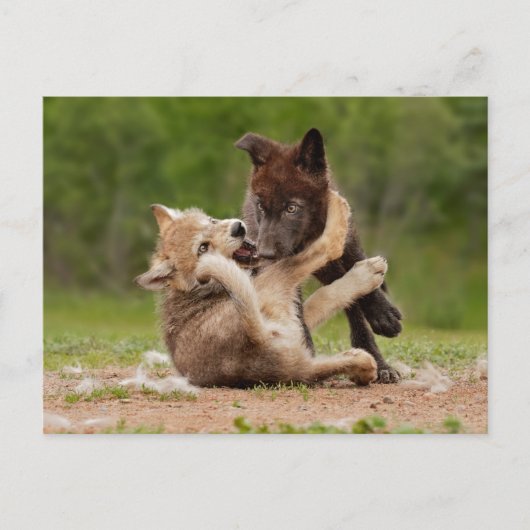 Grijze wolpen vechten briefkaart (Voorkant)