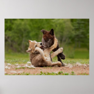Grijze wolpen vechten poster