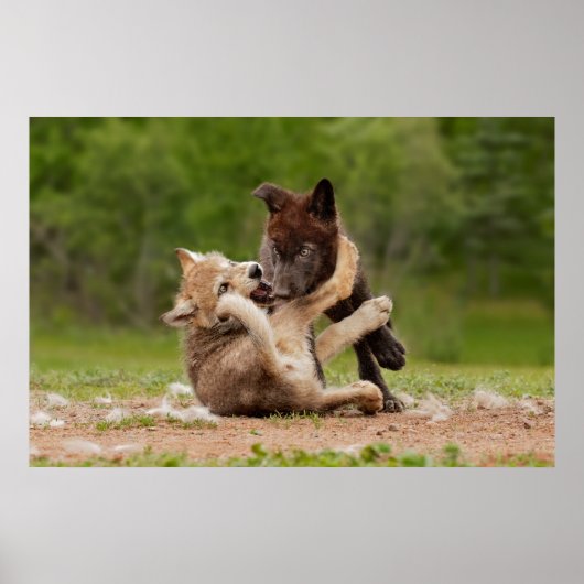 Grijze wolpen vechten poster (Voorkant)
