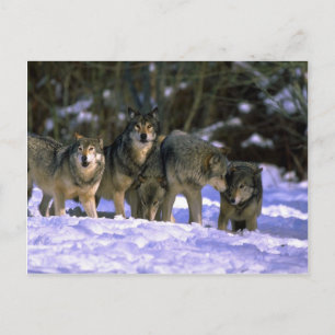 Grijze wolven aan de rand van het sneeuwwoud briefkaart