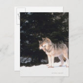 Grijze wolven briefkaart (Voorkant / Achterkant)